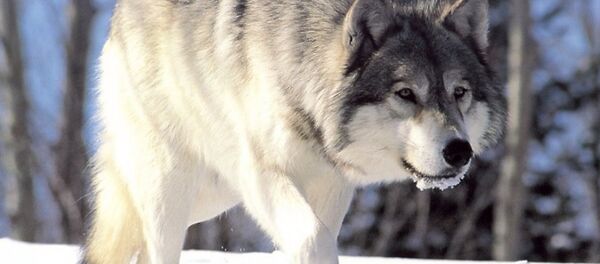 中国の年金生活者 一人でオオカミ150頭を飼育 中国の年金生活者 一人でオオカミ150頭を飼育 - Sputnik 日本