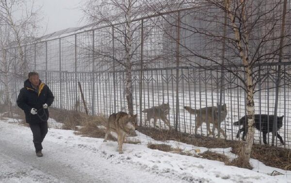 中国の年金生活者　一人でオオカミ150頭を飼育 - Sputnik 日本