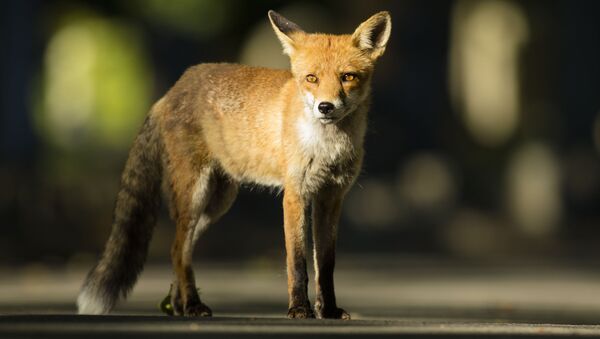 猫の代わりに狐を飼うとどうなるの？ - Sputnik 日本
