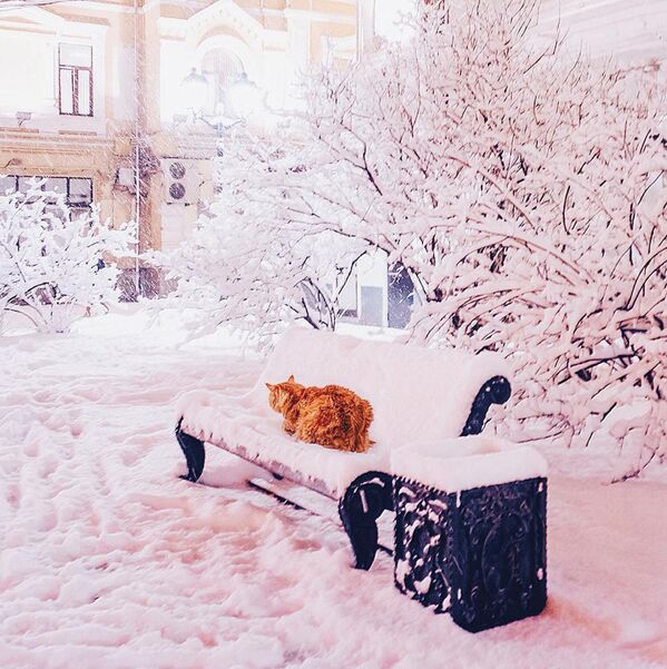 雪のベンチに座る写真家が飼っている猫。 - Sputnik 日本