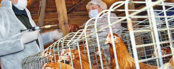 日本で鳥インフルエンが大流行 人間にも危険? 日本で鳥インフルエンが大流行 人間にも危険? - Sputnik 日本