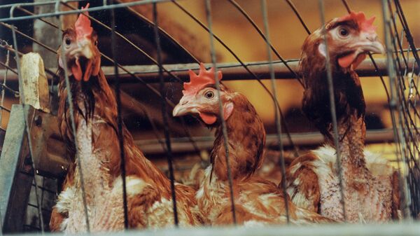韓国、鳥インフルのため全ての家禽施設で防疫措置 - Sputnik 日本