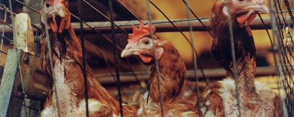 ニワトリ ニワトリ - Sputnik 日本