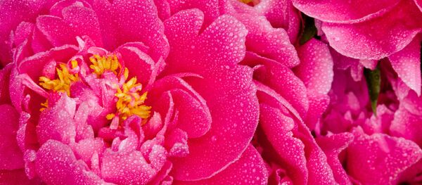 ピンク色のボタン - Sputnik 日本