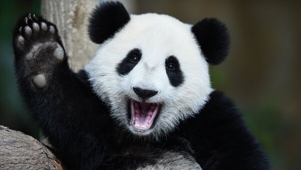 お誕生おめでとう！上野動物園でパンダが出産【写真・動画】 - Sputnik 日本