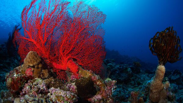 日本最大のサンゴ礁７０％死滅 - Sputnik 日本