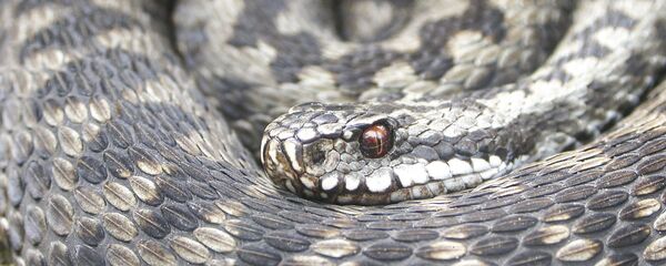 学者 クサリヘビが噛みつくのに要する速度を測定する 学者 クサリヘビが噛みつくのに要する速度を測定する - Sputnik 日本