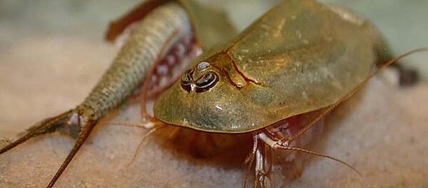 オーストラリアの豪雨、恐竜時代の甲殻類を目覚めさせる オーストラリアの豪雨、恐竜時代の甲殻類を目覚めさせる - Sputnik 日本