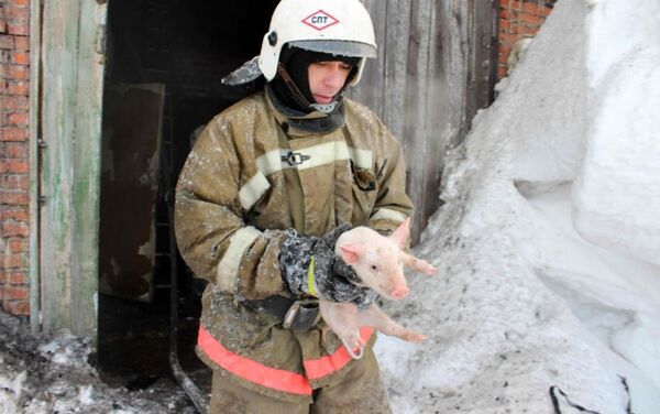 ロシアの消防士ら　燃える豚舎から抱いて子豚150頭を救出 - Sputnik 日本