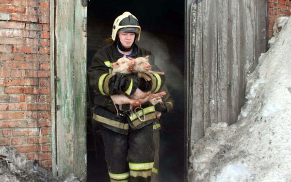 ロシアの消防士ら　燃える豚舎から抱いて子豚150頭を救出 - Sputnik 日本