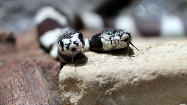 双頭の蛇？　アルゼンチンの珍生物にネットが騒然　【動画・写真】 - Sputnik 日本