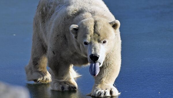 ロシアの白熊　チュコトカの廃村で大パーティー！ - Sputnik 日本