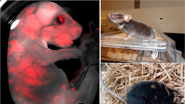 動物体内でのヒト臓器作成の研究段階終了、学者 - Sputnik 日本