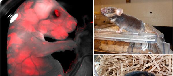 動物体内でのヒト臓器作成の研究段階終了、学者 動物体内でのヒト臓器作成の研究段階終了、学者 - Sputnik 日本