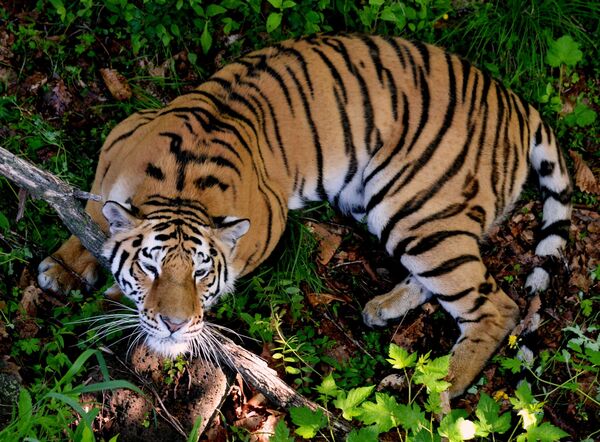 アムールトラ - Sputnik 日本