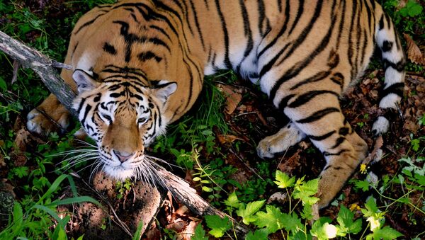 トラが中国動物園の来訪者を八つ裂き - Sputnik 日本