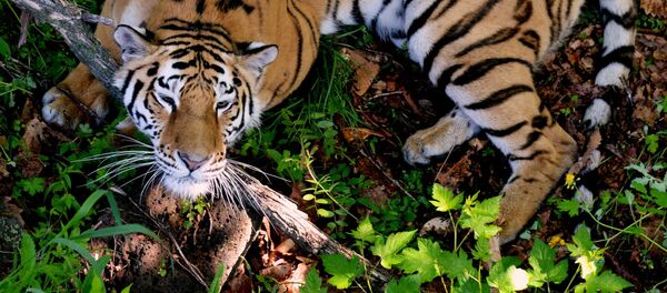 トラが中国動物園の来訪者を八つ裂き トラが中国動物園の来訪者を八つ裂き - Sputnik 日本