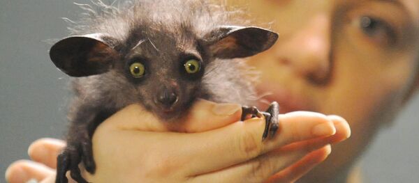 アイアイ、マダガスカルで悪魔の化身と畏れられるのはなぜ? アイアイ、マダガスカルで悪魔の化身と畏れられるのはなぜ? - Sputnik 日本