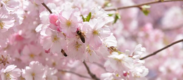 数百の梅が古来からの神社で開花、東京【動画】 - Sputnik 日本