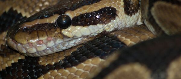 行方不明のインドネシア人がニシキヘビの体内から発見 【写真】 行方不明のインドネシア人がニシキヘビの体内から発見 【写真】 - Sputnik 日本