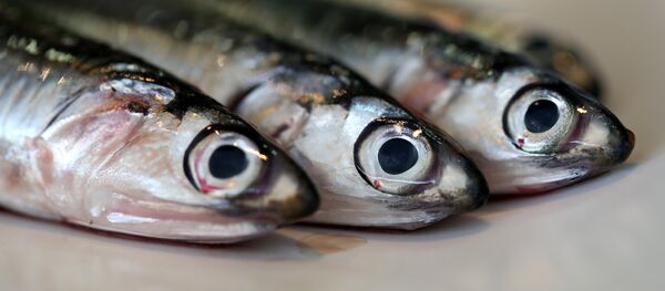 魚 - Sputnik 日本