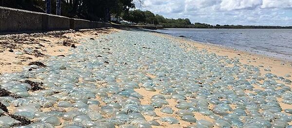 オーストラリアの浜辺　毒クラゲで埋め尽くされる - Sputnik 日本