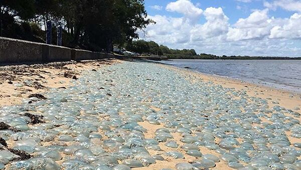 オーストラリアの浜辺　毒クラゲで埋め尽くされる - Sputnik 日本