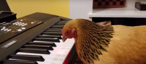 鶏が米愛国歌を熱演【動画】 - Sputnik 日本