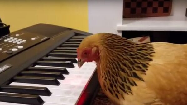 鶏が米愛国歌を熱演【動画】 - Sputnik 日本