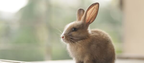 デンマークの動物園、猛獣の餌用にペットを受け入れ - Sputnik 日本