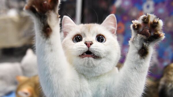 ブルガリアで障害を抱える野良猫にチタン製の義足がつけられる 【動画】 - Sputnik 日本