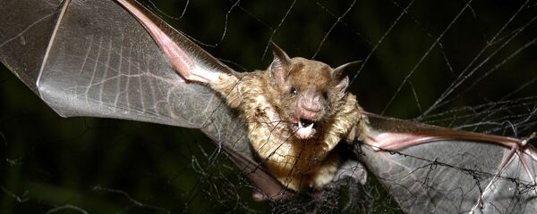 コウモリ コウモリ - Sputnik 日本