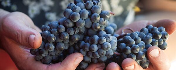 ブドウが世紀の病を予防する - Sputnik 日本