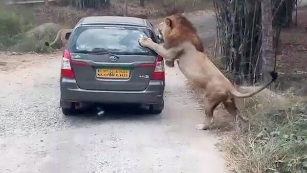ライオンが通りがかりの車を襲う - Sputnik 日本