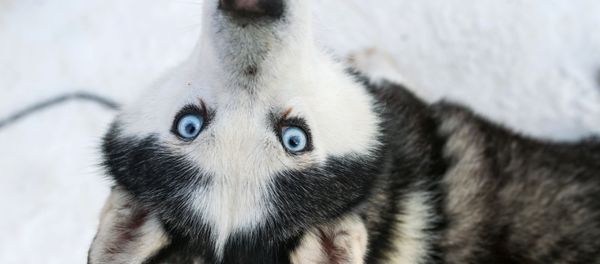 消防士、1時間に2度もハスキー犬を屋根から救出　米国 - Sputnik 日本