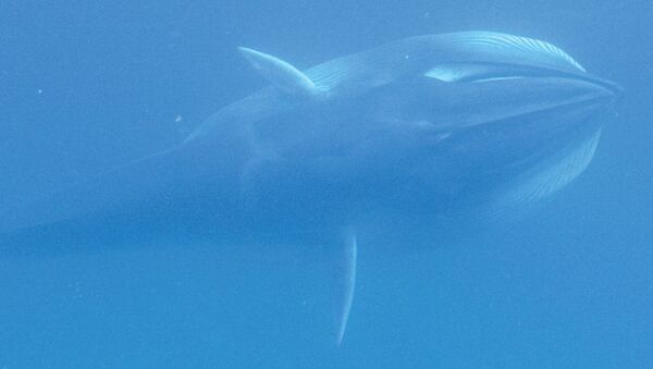 Фотография редчайшего кита – полосатика Омуры  - Sputnik 日本