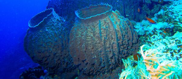 世界の終わりを確実に生き延びる生物は何か?学者が解明 世界の終わりを確実に生き延びる生物は何か?学者が解明 - Sputnik 日本