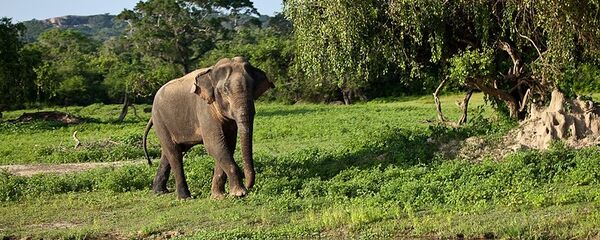 カンボジアで内戦時代の穴から象11頭が救出 - Sputnik 日本
