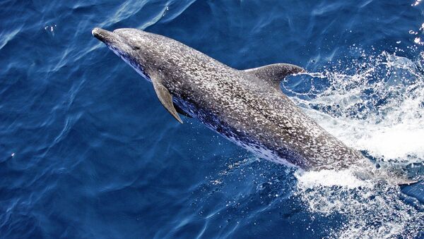ニュージーランドに打ち上げられた２００頭以上のクジラが海へ戻る - Sputnik 日本
