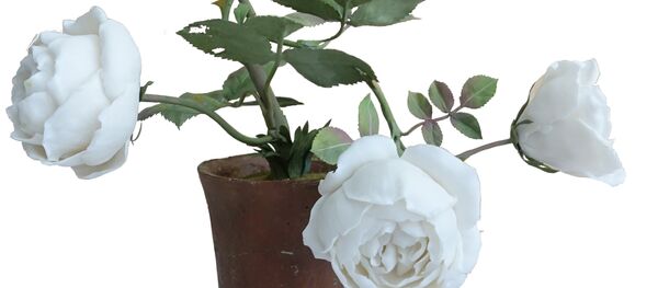 White rose - Japan White rose - Japan - Sputnik 日本