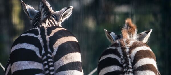 シマウマ - Sputnik 日本