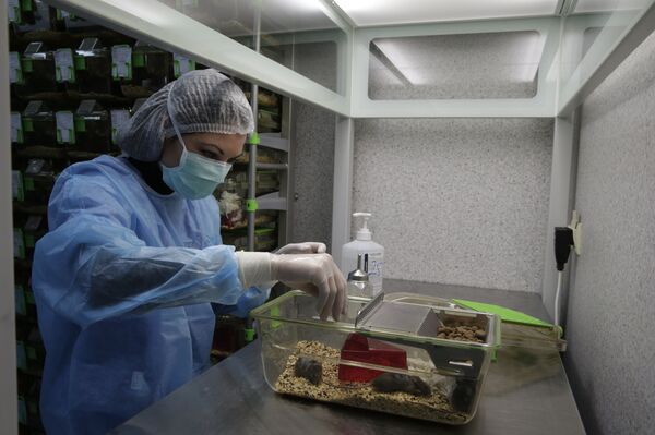 老化を遅らせる実験でマウスにエサを与える研究者 - Sputnik 日本