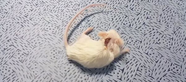 イタリアの外科医グループ ヒトの頭部移植に向けさらなる一歩 イタリアの外科医グループ ヒトの頭部移植に向けさらなる一歩 - Sputnik 日本