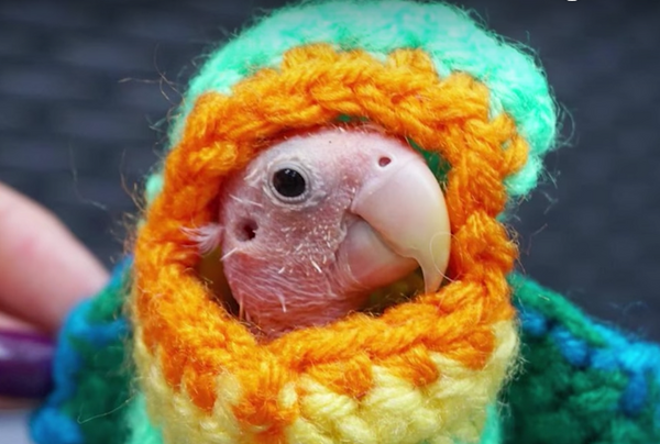 裸のオウム - Sputnik 日本