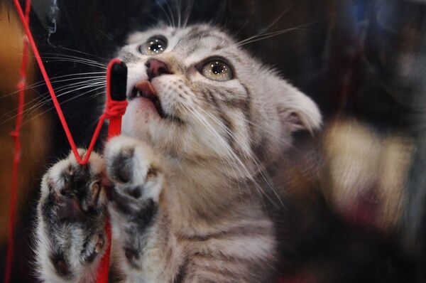 モスクワの猫博覧会 - Sputnik 日本