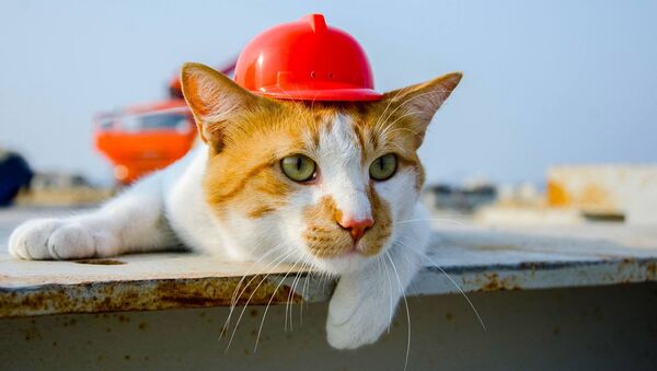 建設現場のネコ監督がクリミア橋建設を「監査」 - Sputnik 日本