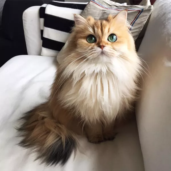 スムージー・ザ・キャット スムージー・ザ・キャット - Sputnik 日本