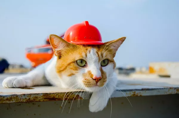 ロシアの猫、モスト君。モストはロシア語では「橋」という。 ロシアの猫、モスト君。モストはロシア語では「橋」という。 - Sputnik 日本