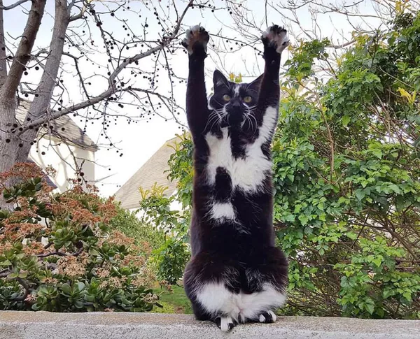 ゴールキーパーのポーズで有名な猫。名前はケイズ。 ゴールキーパーのポーズで有名な猫。名前はケイズ。 - Sputnik 日本