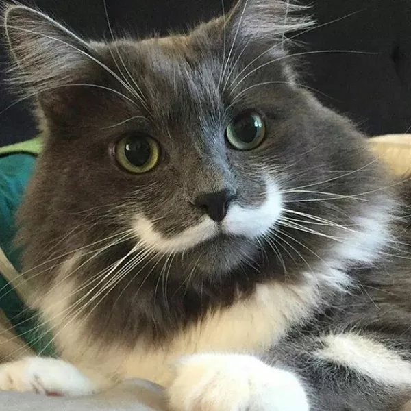 ハミルトン・ザ・ヒプスター・キャット。ネットで有名になった理由は白い口髭があるからだ。 ハミルトン・ザ・ヒプスター・キャット。ネットで有名になった理由は白い口髭があるからだ。 - Sputnik 日本